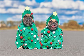 Funny pair of French Bulldog dogs wearing festive Christmas tree costumes with baubles and stars sitting together