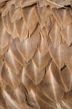 Beautiful bird feathers for decorative purposes