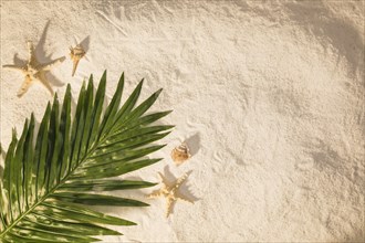 Palm tree leaf sand