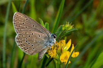 Mountain Alcon blue butterfly with closed wings sitting on yellow flower right sighted