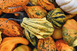 Small yellow ornamental gourd with stripes and warts in pile of pumpkins