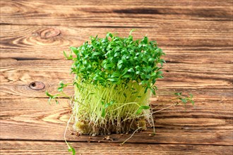 Fresh microgreens. Sprouts of cilantro on wooden background