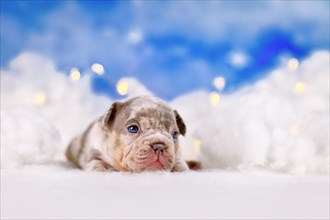 Merle French Bulldog dog puppy between fluffy clouds