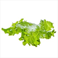 Fresh leaf of salad isolated on white background