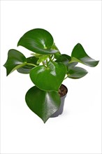 Tropical Peperomia Polybotrya houseplant with thick heart shaped leaves on white background