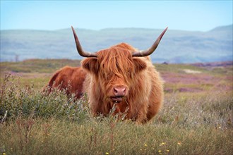 Wild beautiful Scottish Highland Cattle cow with brown long and scraggy fur and big horns in the dunes of island Texel in the Netherlands