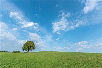 Lone tree on a hill in the French countryside