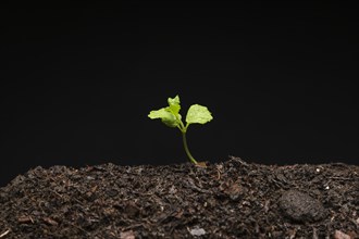 Still life growing seedling. Resolution and high quality beautiful photo