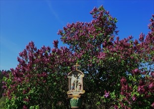 Wayside shrine in front of flowering lilacs near Hilders in the Rhoen