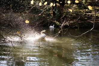 White swan swimming in a small pond