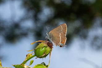 Buckthorn butterfly butterfly sitting on green fruit stand looking left against blue sky