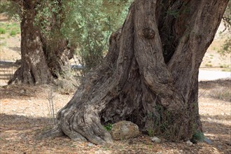 Thick trunk of an old olive tree