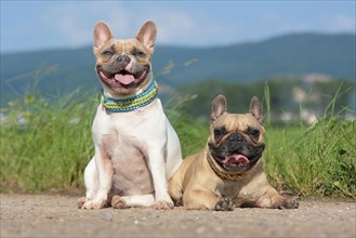 Pair of fawn and red pied French Bulldog dogs wearing selfmade paracord dog collars while posing for camera on path in front of grass