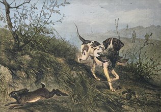 A dog carries a pheasant while a hare runs away