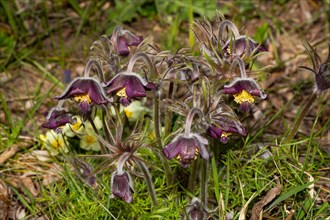 Black meadow pasque flower stock with several purple flowers