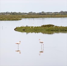 Flamingos