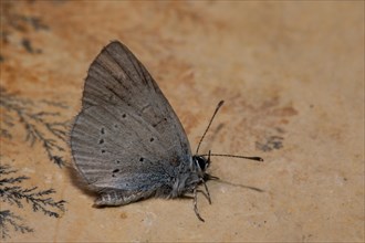 Dwarf Blue butterfly with closed wings sitting on stone slab seen on right side