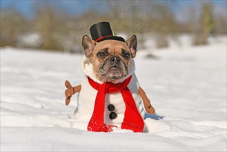 French Bulldog dog dressed up as snowman with full body suit costume with red scarf