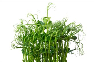 Fresh pea sprouts isolated on white. Microgreens