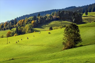 Autumnal forests and meadows and Allgaeu brown cattle near Missen-Willhams