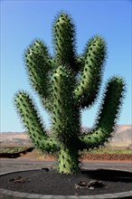Large tin cactus in front of the cactus garden Jardin de Cactus near Guatiza