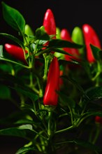 Macro photo of Jalapeno chili pepper