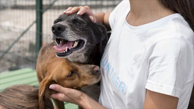 Woman playing with cure rescue dogs at shelter. Resolution and high quality beautiful photo