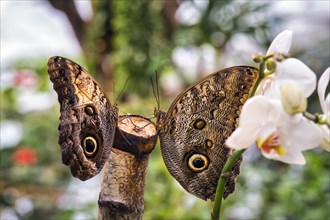 Two owl butterfly