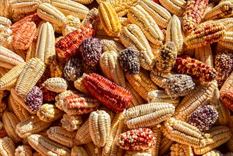 Colourful corn cobs laid out to dry