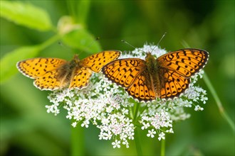 Meadowsweet mother-of-Fritillary two butterflies with open wings sitting side by side on white flowers from behind