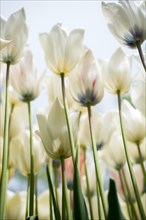 Blooming colorful tulip flowers in garden as floral background