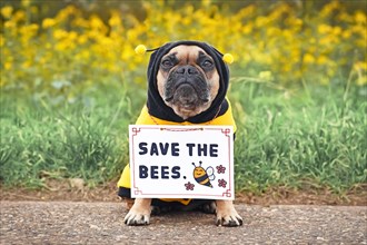 Cute French Bulldog dog wearing bee costume with demonstration sign saying 'Save the bees'