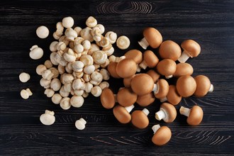 Overhead view of white and brown champignon on dark wooden background
