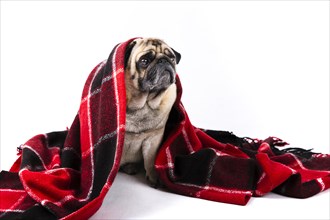 Cute dog covered with red and black blanket
