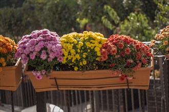 Beautiful colorful natural spring flowers in flower pot