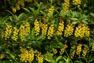 Common barberry Branch with several inflorescences with open yellow flowers and green leaves