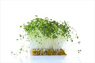Fresh microgreens. Sprouts of mizuna isolated on white background
