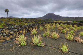 Aloe vera field in front of La Corona volcano