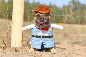 Funny French Bulldog dog wearing a Carnival or Halloween cowboy full body costume with fake arms and pants