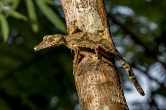 Giant flat-tailed gecko