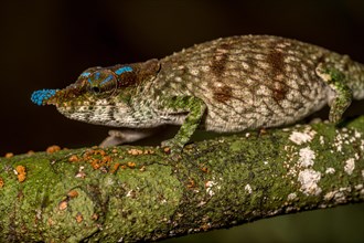 Blue-nosed Chameleon