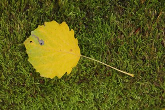 Yellow birch leaf in autumn with moss in Niedernhausen