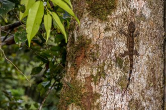 Velvet gecko