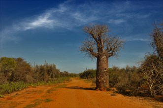 A baobab