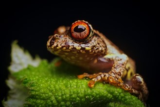 Madagascar Tree Frog