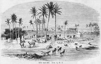 Bank of the Nile