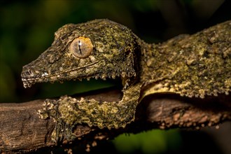 Henkel's flat-tailed gecko