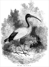 The ibis