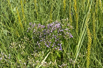 Salt marsh vegetation with flowering common sea lavender