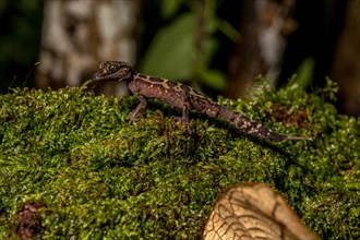 Graceful madagascar ground gecko